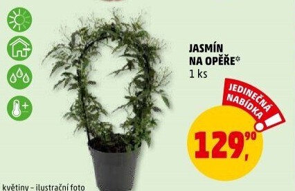 Jasmín