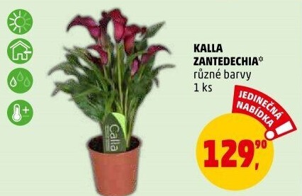 Kala - Calla