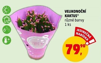 Velikonoční kaktus - Rhipsalidopsis