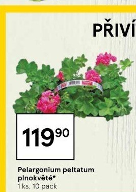 Muškáty / Pelargonie