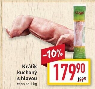 Králík Cogal