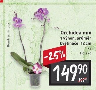 Orchidej