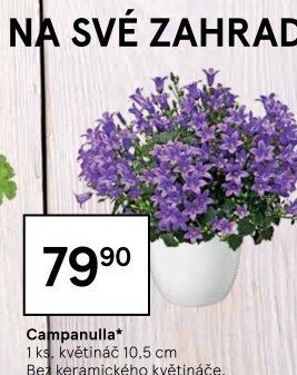 Campanula - Zvonek
