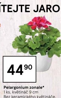 Muškáty / Pelargonie