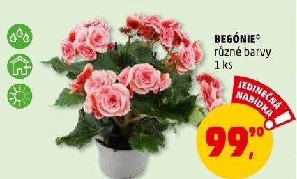 Begónie