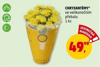 Chrysanthemum - Chryzantéma