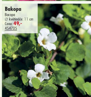 Bakopa - Bacopa