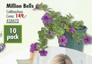 Calibrachoa - Million bells
