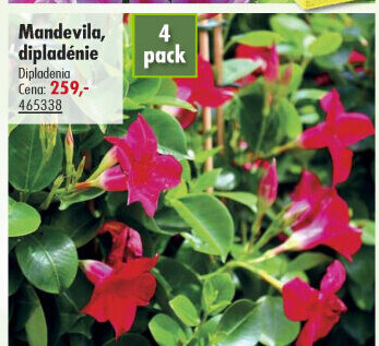 Dipladenia - Mandevila