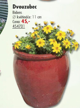 Dvouzubec - Bidens