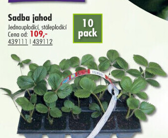 Jahodník Montano Květiny