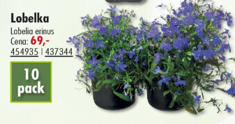 Lobelka - Lobelia