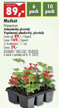 Muškáty / Pelargonie