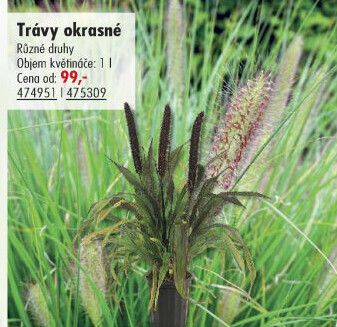 Okrasná tráva