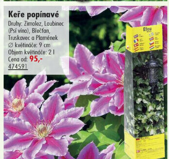 Sazenice okrasných keříků