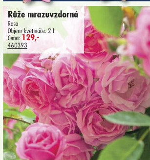 Sazenice růží
