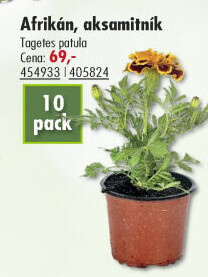 Tagetes - Afrikán
