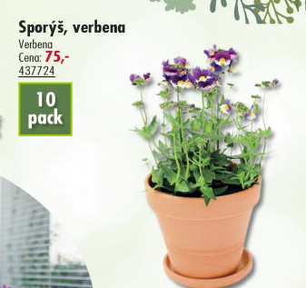 Verbena - Sporýš