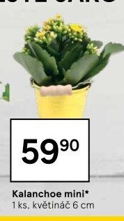 Kalanchoe - Kolopejka