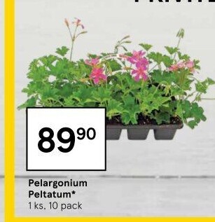 Muškáty / Pelargonie