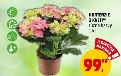 Hortenzie - Hydrangea