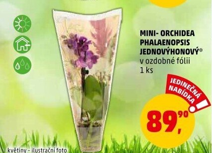 Orchidej - Penny Market akcniletaky.com