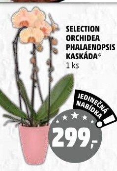 Orchidej