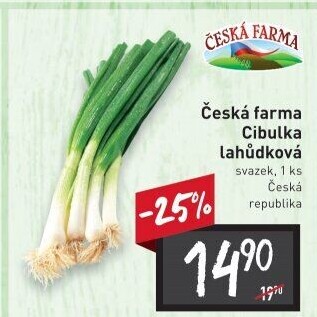 Jarní cibule svazek Česká farma