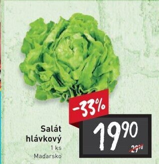 Salát hlávkový