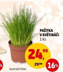 Bylinky v květináči