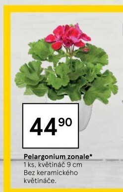 Muškáty / Pelargonie