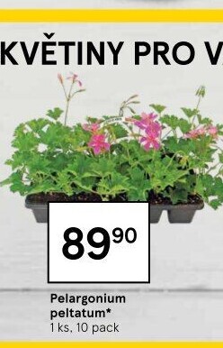 Muškáty / Pelargonie