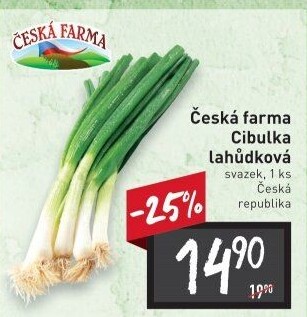 Jarní cibule svazek Česká farma