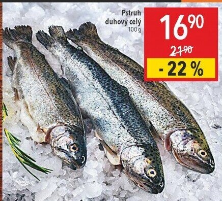 Pstruh duhový