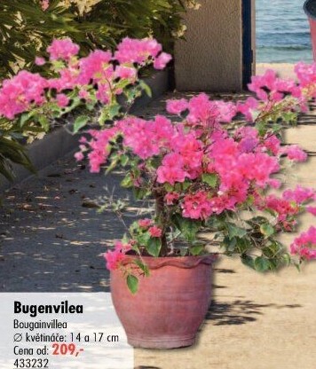 Bugenvilea