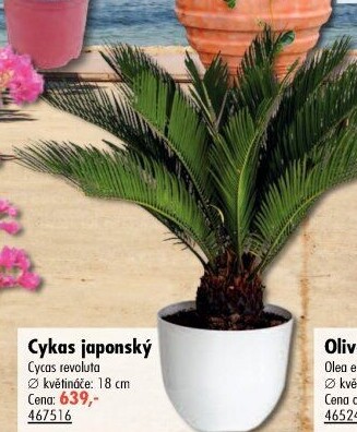 Cycadales - Cykas