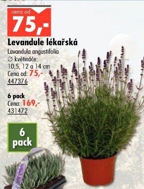 Levandule