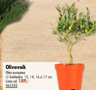 Olivovník