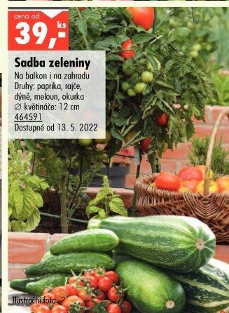 Sazenice Meloun