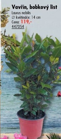 Vavřín vznešený - Laurus nobilis
