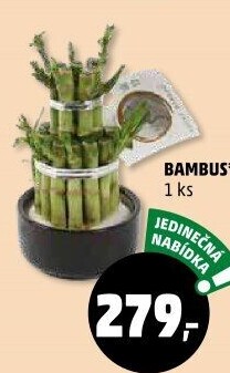 Bambus