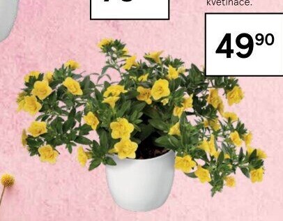 Calibrachoa - Million bells