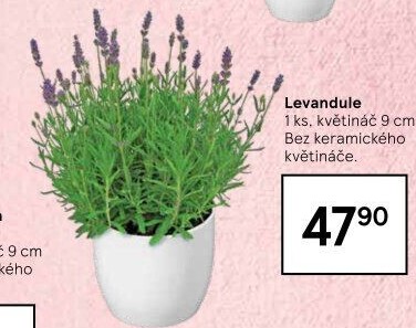 Levandule