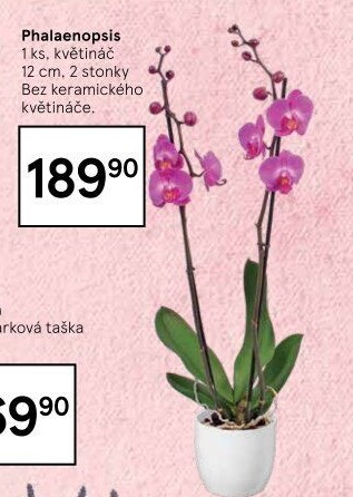 Orchidej