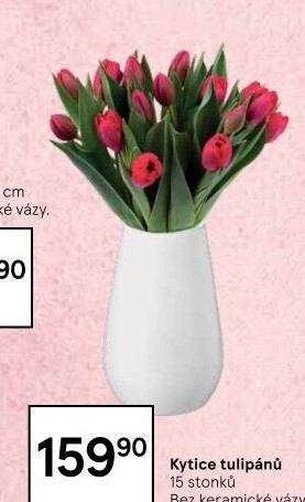 Řezané tulipány