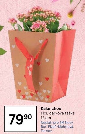 Kalanchoe - Kolopejka