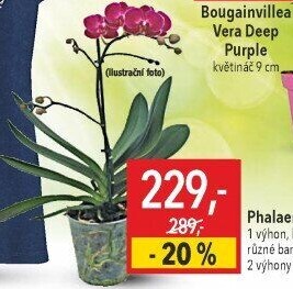 Orchidej