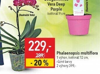 Orchidej