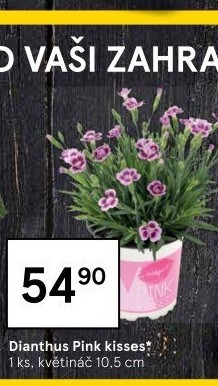 Dianthus - Hvozdík