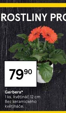 Gerbera
